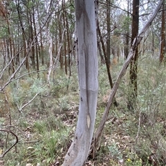 Eucalyptus dealbata at Bumbaldry, NSW - 17 Jul 2024 01:05 PM