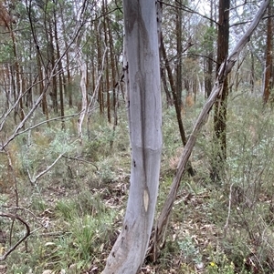 Eucalyptus dealbata at Bumbaldry, NSW - 17 Jul 2024 01:05 PM