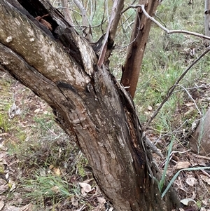 Eucalyptus dealbata at Bumbaldry, NSW - 17 Jul 2024 01:05 PM