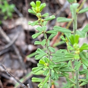 Phyllanthus occidentalis at Bumbaldry, NSW - 17 Jul 2024