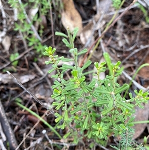 Phyllanthus occidentalis at Bumbaldry, NSW - 17 Jul 2024