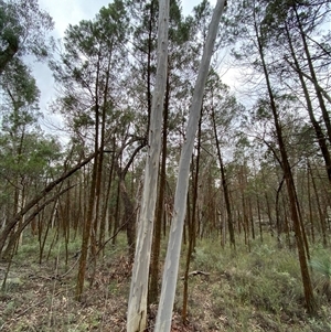 Eucalyptus rossii at Bumbaldry, NSW - 17 Jul 2024 01:02 PM