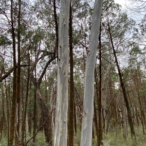 Eucalyptus rossii at Bumbaldry, NSW - 17 Jul 2024