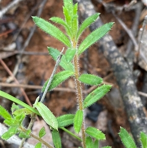 Gonocarpus elatus (Hill Raspwort) at Bumbaldry, NSW by Tapirlord