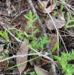 Gonocarpus elatus at Bumbaldry, NSW - 17 Jul 2024