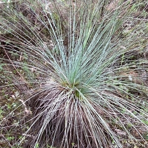 Xanthorrhoea glauca subsp. angustifolia at Bumbaldry, NSW - 17 Jul 2024