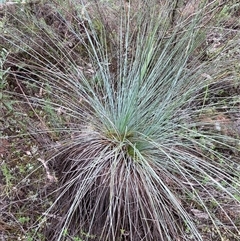 Xanthorrhoea glauca subsp. angustifolia at Bumbaldry, NSW - 17 Jul 2024