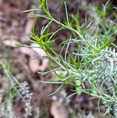 Chrysocephalum semipapposum (Clustered Everlasting) at Bumbaldry, NSW - 17 Jul 2024 by Tapirlord