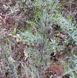 Chrysocephalum semipapposum at Bumbaldry, NSW - 17 Jul 2024 01:00 PM