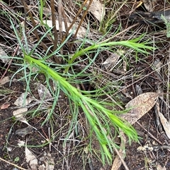 Chrysocephalum semipapposum at Bumbaldry, NSW - 17 Jul 2024 01:00 PM