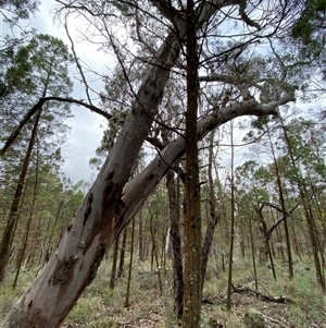 Eucalyptus dealbata at Bumbaldry, NSW - 17 Jul 2024