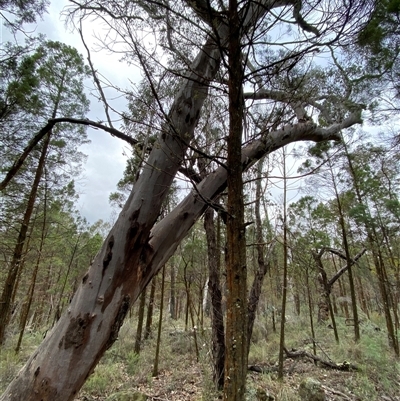 Eucalyptus dealbata (Tumbledown Red Gum) at Bumbaldry, NSW - 17 Jul 2024 by Tapirlord