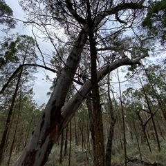 Eucalyptus dealbata at Bumbaldry, NSW - 17 Jul 2024