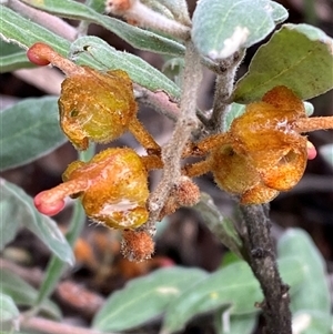 Grevillea floribunda (Seven Dwarfs Grevillea, Rusty Spider Flower) at Bumbaldry, NSW by Tapirlord