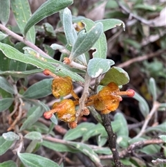 Grevillea floribunda at Bumbaldry, NSW - 17 Jul 2024 12:59 PM