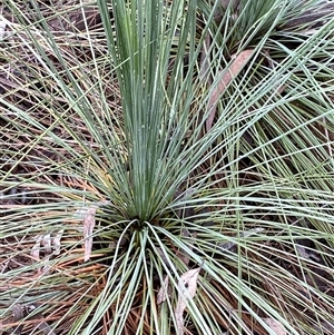 Xanthorrhoea glauca subsp. angustifolia at Bumbaldry, NSW - 17 Jul 2024