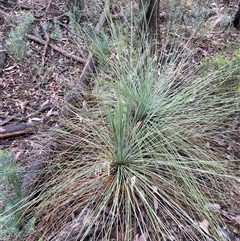 Xanthorrhoea glauca subsp. angustifolia at Bumbaldry, NSW - 17 Jul 2024