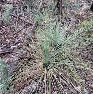 Xanthorrhoea glauca subsp. angustifolia at Bumbaldry, NSW - 17 Jul 2024