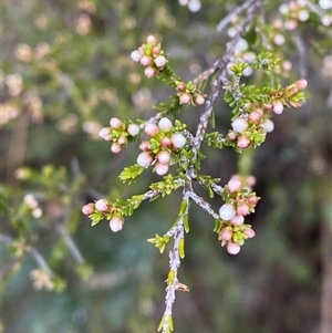 Micromyrtus ciliata (Fringed Heath-myrtle) at Bumbaldry, NSW by Tapirlord