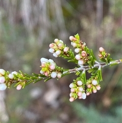 Micromyrtus ciliata at Bumbaldry, NSW - 17 Jul 2024