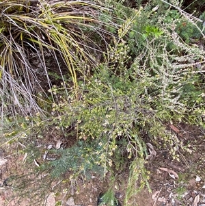 Micromyrtus ciliata at Bumbaldry, NSW - 17 Jul 2024