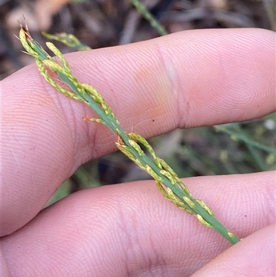 Choretrum candollei (White Sour Bush) at Bumbaldry, NSW - 17 Jul 2024 by Tapirlord