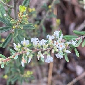 Styphelia mutica (Blunt Beard-heath) at Bumbaldry, NSW by Tapirlord