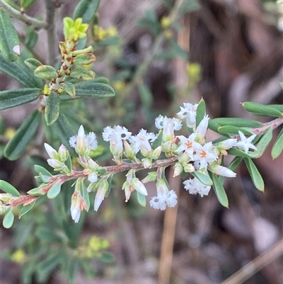 Styphelia mutica (Blunt Beard-heath) at Bumbaldry, NSW - 17 Jul 2024 by Tapirlord