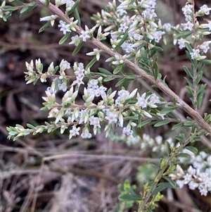 Styphelia mutica at Bumbaldry, NSW - 17 Jul 2024