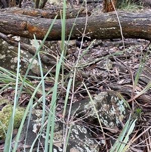 Lomandra multiflora (Many-flowered Matrush) at Bumbaldry, NSW by Tapirlord