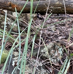 Lomandra multiflora at Bumbaldry, NSW - 17 Jul 2024