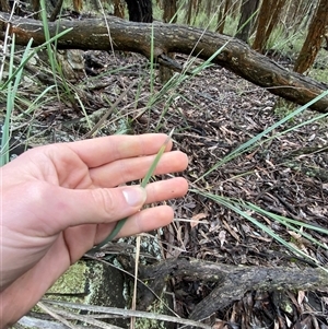 Lomandra multiflora at Bumbaldry, NSW - 17 Jul 2024 12:17 PM