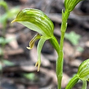 Pterostylis stenosepala at Bumbaldry, NSW - 17 Jul 2024