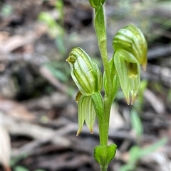 Pterostylis stenosepala at Bumbaldry, NSW - suppressed