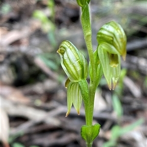 Pterostylis stenosepala at Bumbaldry, NSW - 17 Jul 2024