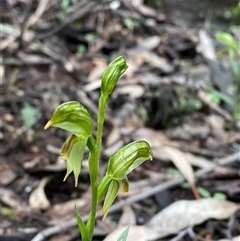 Pterostylis stenosepala at Bumbaldry, NSW - suppressed