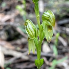 Pterostylis stenosepala at Bumbaldry, NSW - 17 Jul 2024