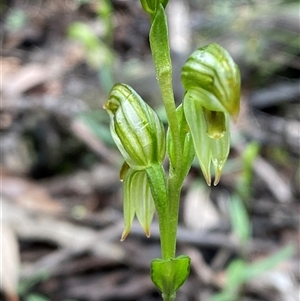 Pterostylis stenosepala at Bumbaldry, NSW - suppressed