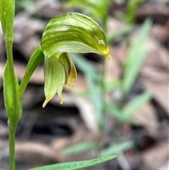 Pterostylis stenosepala at Bumbaldry, NSW - 17 Jul 2024