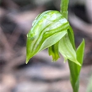 Pterostylis stenosepala at Bumbaldry, NSW - 17 Jul 2024