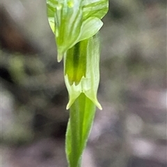 Pterostylis stenosepala at Bumbaldry, NSW - 17 Jul 2024