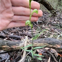 Pterostylis stenosepala at Bumbaldry, NSW - 17 Jul 2024