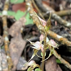 Acianthus collinus at Bumbaldry, NSW - suppressed