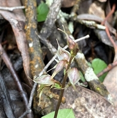 Acianthus collinus at Bumbaldry, NSW - suppressed