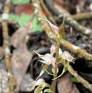 Acianthus collinus at Bumbaldry, NSW - 17 Jul 2024