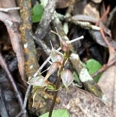 Acianthus collinus at Bumbaldry, NSW - 17 Jul 2024