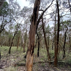 Eucalyptus blakelyi at Bumbaldry, NSW by Tapirlord