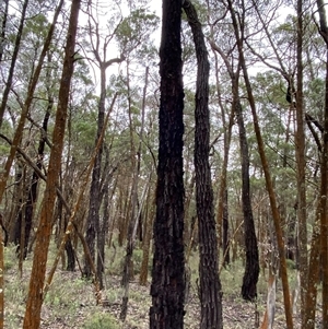 Eucalyptus sideroxylon subsp. sideroxylon (Mugga Ironbark or Red Ironbark) at Bumbaldry, NSW by Tapirlord