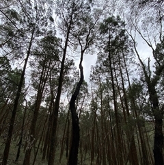 Eucalyptus sideroxylon subsp. sideroxylon at Bumbaldry, NSW - 17 Jul 2024