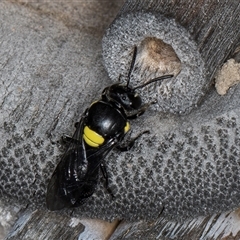 Hylaeus (Hylaeorhiza) nubilosus (A yellow-spotted masked bee) at Melba, ACT - 22 Oct 2024 by kasiaaus